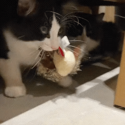 KlapperVogel, het interactieve kattenspeelgoed met vleugelslag